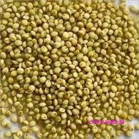 Browntop millet பழுப்பு திணை குல சாமை