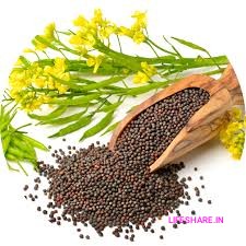 Mustard seeds கடுகு (Kadugu) 150 gram Premium best quality only